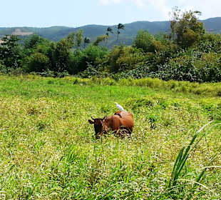 Landwirtschaft in den Bergen