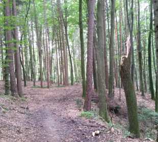 Durch den Moosgraben