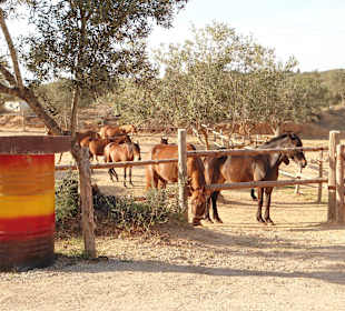 Hier gibt es keine Stallpflicht