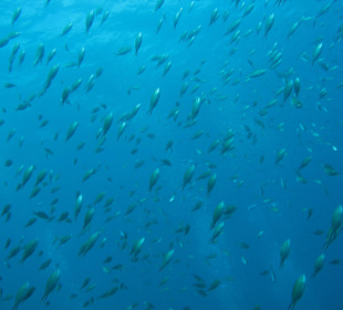 Unterwasserwelt/Fischschwarm/Grenada