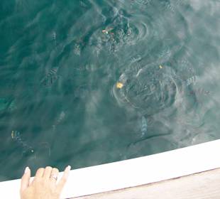 Dolswim - Dolphin & Whales Watching