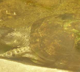Dosenschildkröte