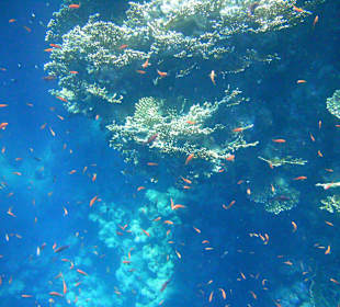 Unterwasser am Strand