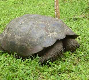 Riesenschildkröten in freier Natur