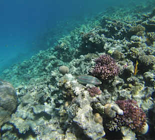 Unterwasser offenes Meer