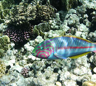 Sharm El Naga