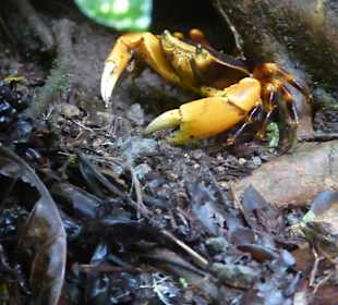 Regenwaldkrebs