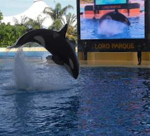Orca show