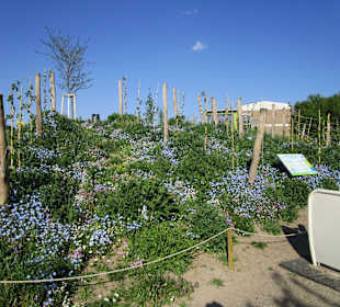Alla Hopp Bewegungs- und Begegnungsanlage