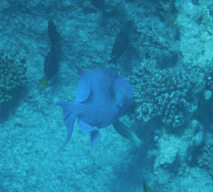 Rotzahn Drückerfisch