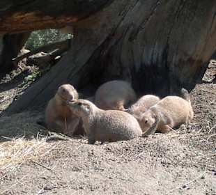 Zoo Brno