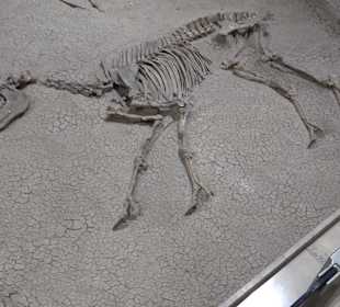 Staatliches Naturkunde Museum