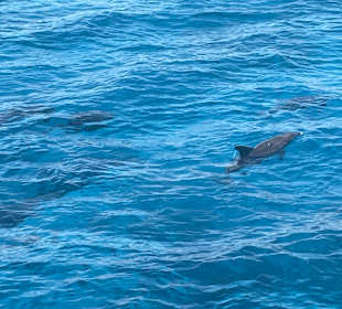 Delphin Tour 