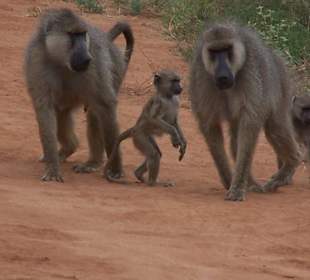 Pavianfamilie