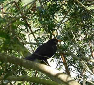 Unterwegs im Naturpark S'Albufera