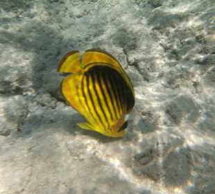 Schnorcheln Makadi Bay