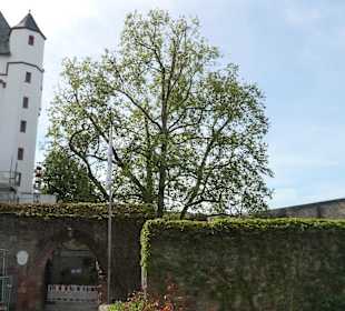 Bei der Kurfürstlichen Burg von Eltville