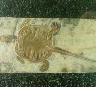 Fossil