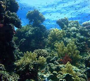 Tauchen mit Aquarius