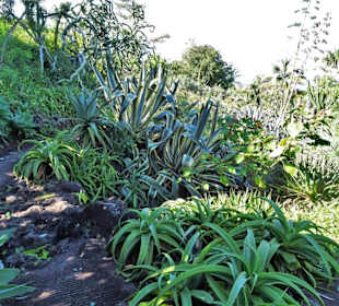 Im Kakteengarten von Mascarin