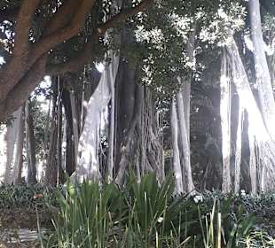 Botanischer Garten Puerto de la Cruz