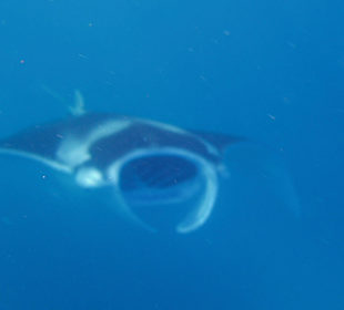 Manta