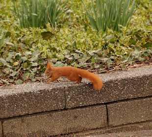 Anlage Planten un Blomen
