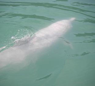 Rosa Delphin