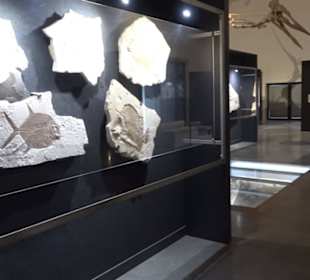 Dinosaurier Museum Altmühltal