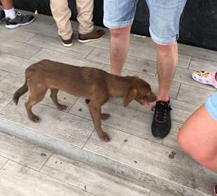 Punta Cana auf Deutsch - einfach schöne Ausflüge