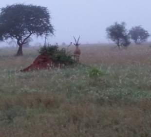 Sarova Salt Lick Game Lodge
