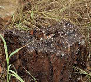 Museumsgelände von Petralona