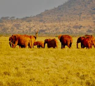 Die Roten Elefanten von Tsavo