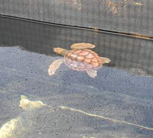 Schildkrötenaufzugsstation