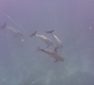 Ich hab sie einfach gerne meine schlauen Delfine 