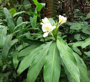 Cachoeira da Pedra Branca
