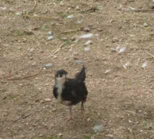 Huhn