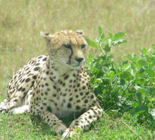 Gepard auf der Lauer