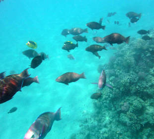 Schnorcheln vom Strand aus