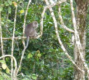 Freilebende Affen am Kinabatangan-Fluss 
