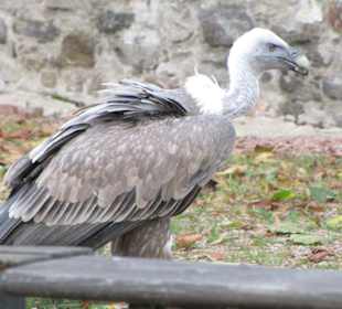 Falken- & Greifvogelflugshow
