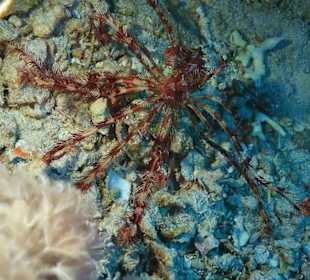 Jasmin Diving Center