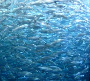 Großer Fischschwarm