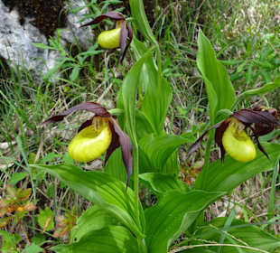 Frauenschuh am Wegesrand zur Haindlkarhütte