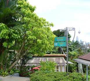 Hibiscus Garten