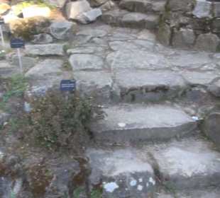 Real Jardín Botánico de Madrid