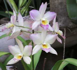 Orchidee