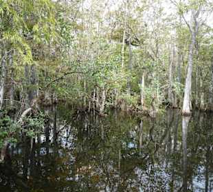 Cyprress National Preserve
