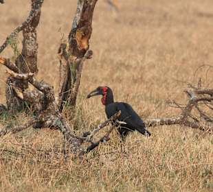 ....riesig großer Vogel..