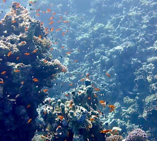 Schnorcheln Sahl Hasheesh